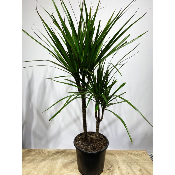 Marginata 2'li